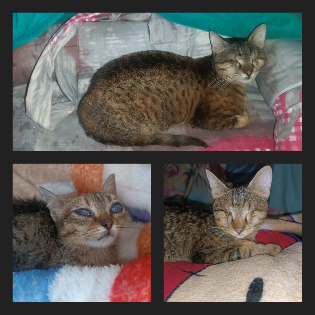 Saga-The Brave Kitten Who Overcame Blindness 50