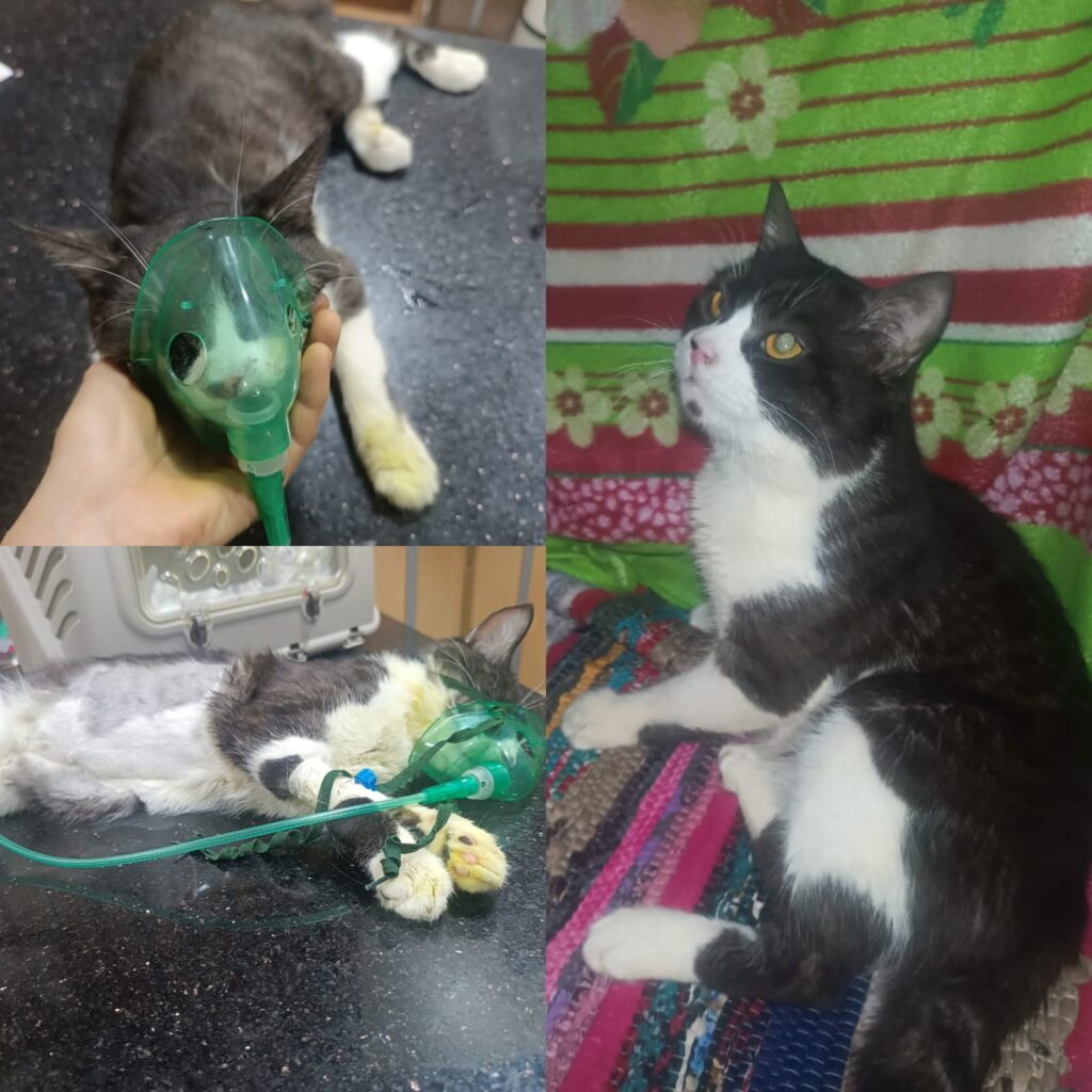 Milo’s Journey: Abuse to Loving Cat Rescued cat Milo before and after recovery - cat rescue and adoption story