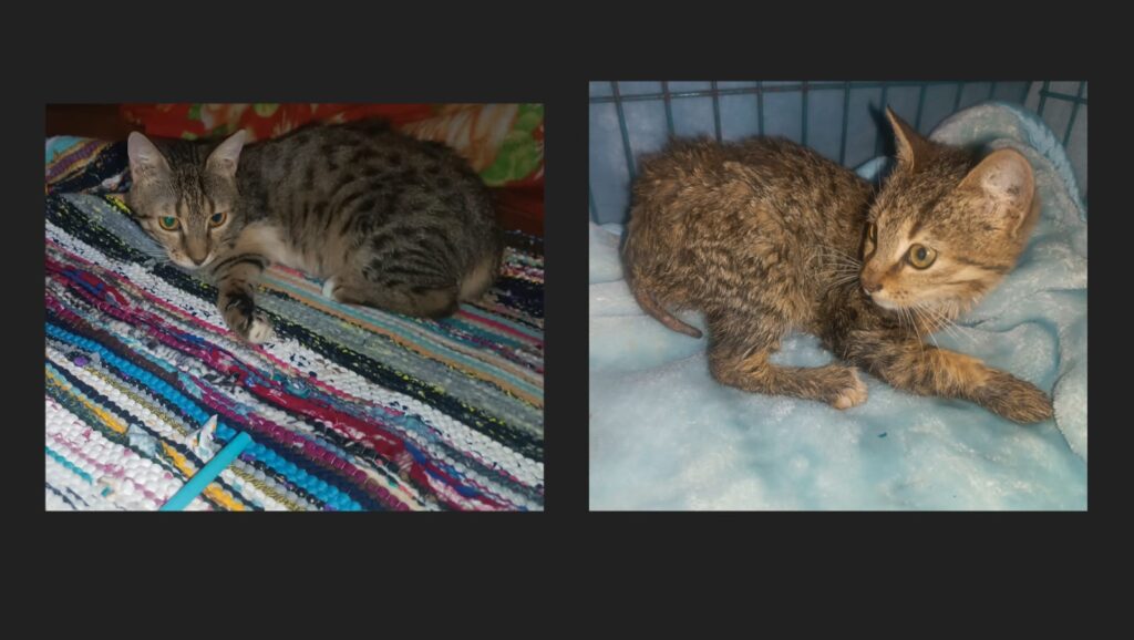 One Paw, No Problem: Candy's Amazing Recovery After a Brutal Attack 52