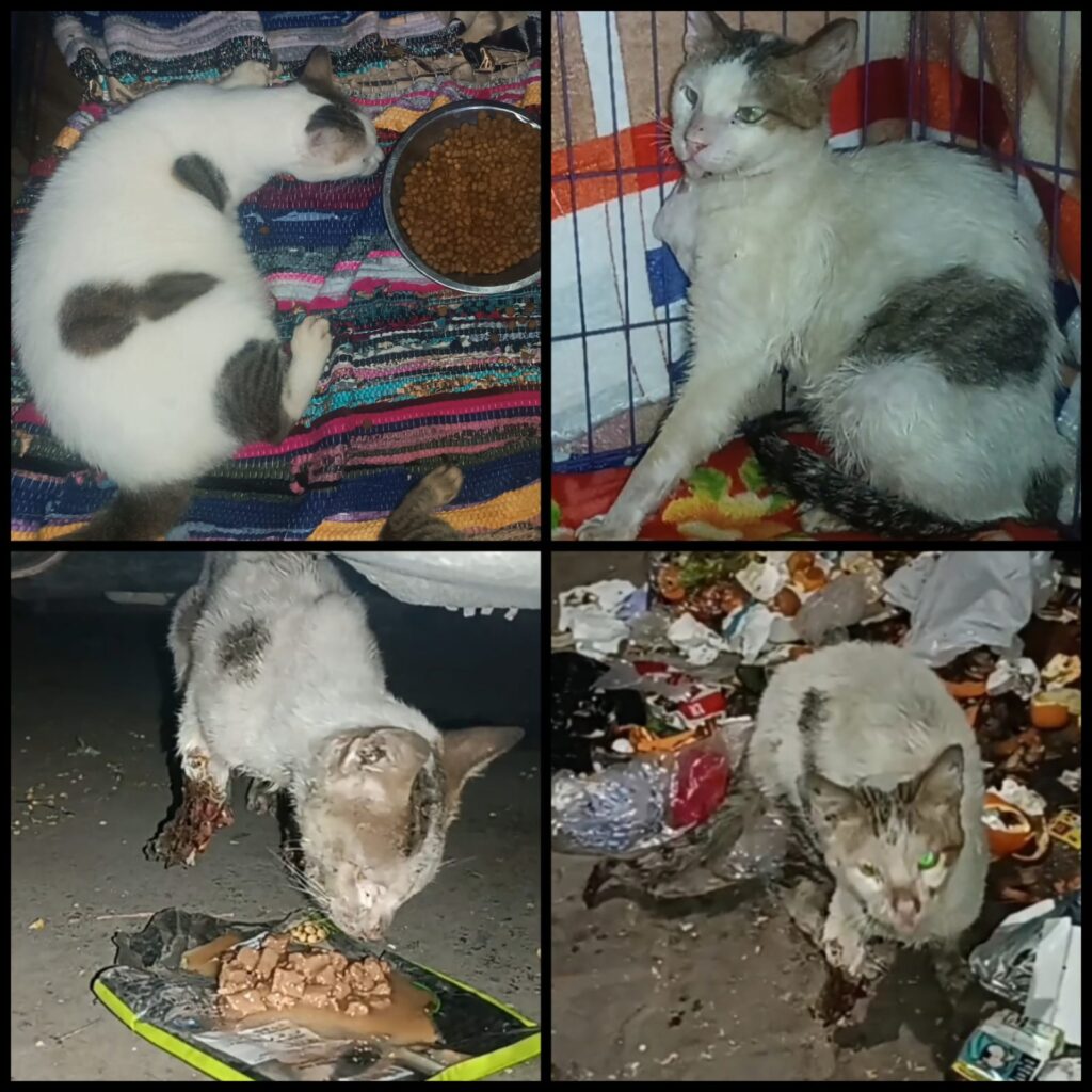 Basil’s Rescue: A Story of Patience and Persistence “Basil the injured cat during rescue, showing his cautious nature.” “Basil with injuries before surgery, one of two photos documenting his condition.” “Basil at home after surgery, starting his recovery.” “Basil looking healthier and more confident during recovery.