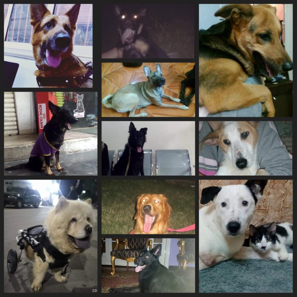 rescued animals by Enas Sallam