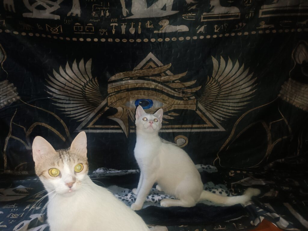 Two cats looking away, representing Fur Care support