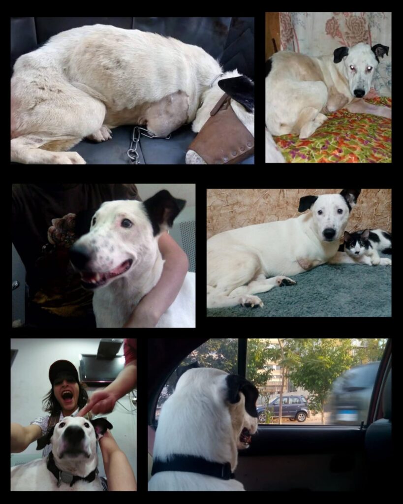 Hero Dog Rescue: My Soul Hero’s Journey Hero dog rescue before adoption