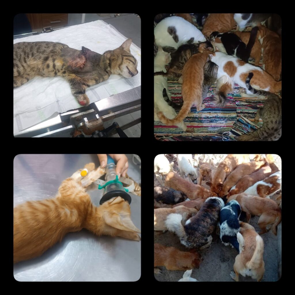 "Donate to Fur Care – rescued cats and dogs eating, playing, and receiving care on city background"