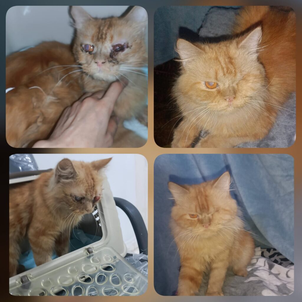 Blind Cat Rescue Story: How Reddar Regained His Sight Reddar blind cat recovery