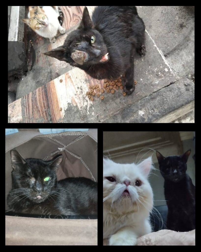 From Lost to Loved: Tilly's Inspiring Journey of Rescue and Recovery This photo captures Tilly’s journey: from her first moments of rescue, through her recovery, to the joy of meeting a new feline friend.