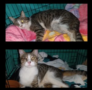 Mirabelle under Treatment