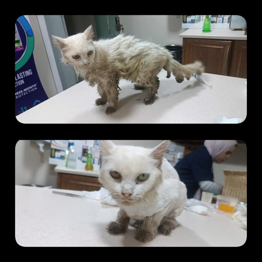 image of Yaret, the abandoned white cat under treatment and close monitoring