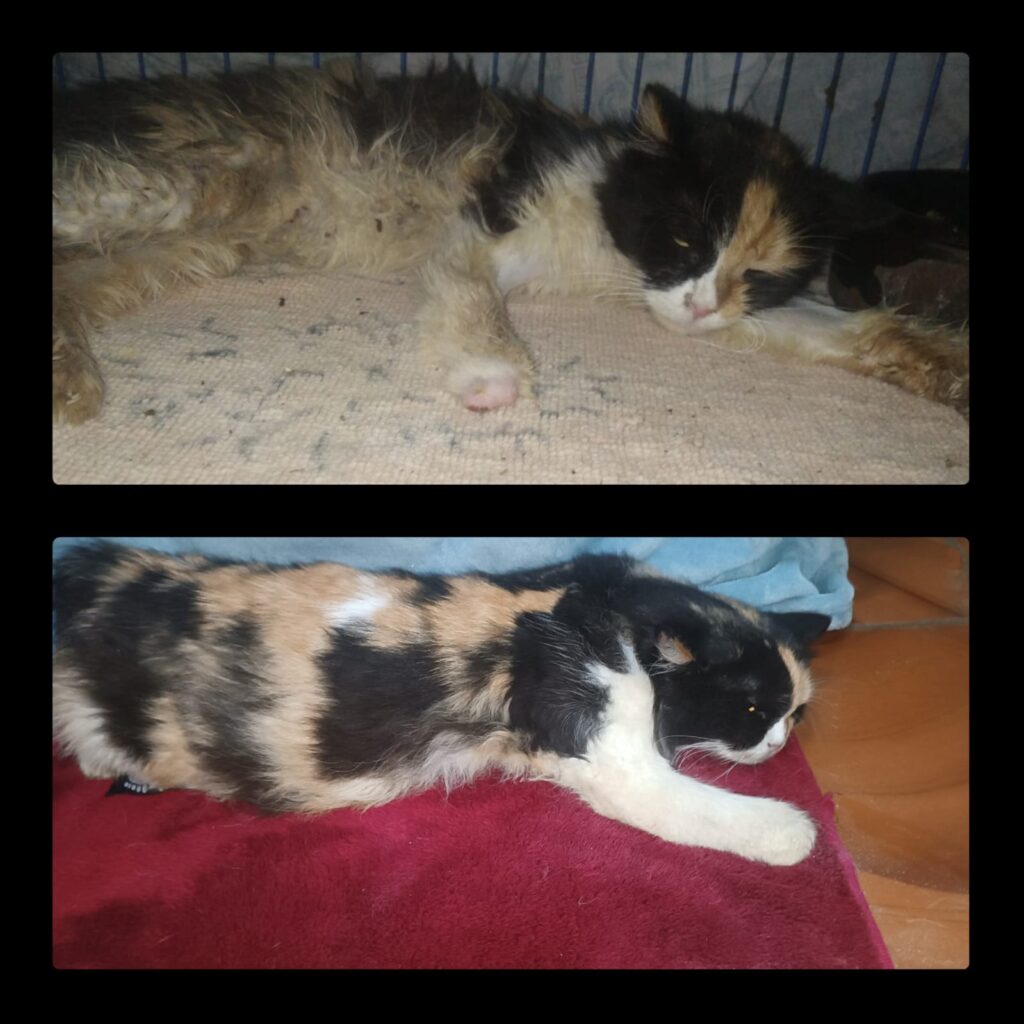 Texo's Triumph: From Seizures in Egypt to a Life of Love and Play Texo cat rescue story: split image showing Texo before and after recovery with missing paw