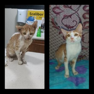 The Power of Rescue: Lestat’s Journey from Emergency to Joy