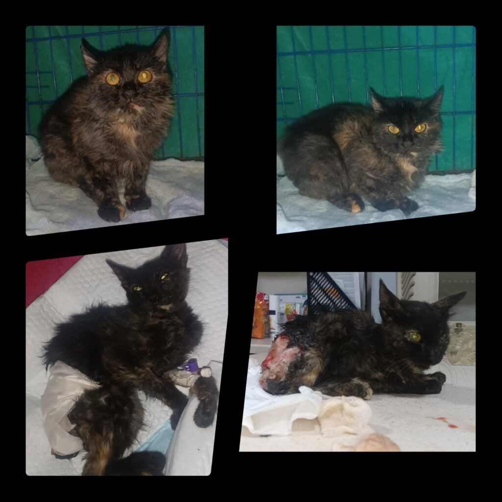 The Will to Live: Jubilee's Battle Against Severe Injuries ALT: Jubilee’s journey from severe chemical injuries to recovery: showing her initial wounds, receiving medical care with IV fluids, and her improvement after surgery.