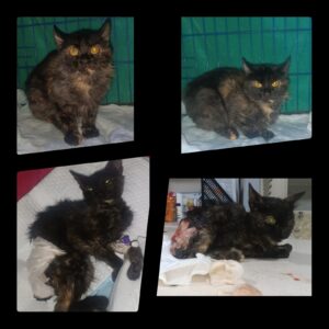 The Will to Live: Jubilee’s Battle Against Severe Injuries