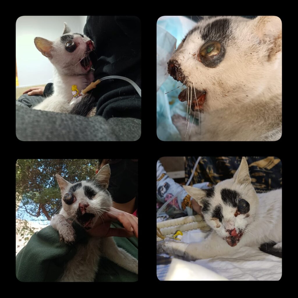 Ronja in critical condition. Jaw open with visible injury and bleeding. Tongue partially missing. Receiving fluids through IV.