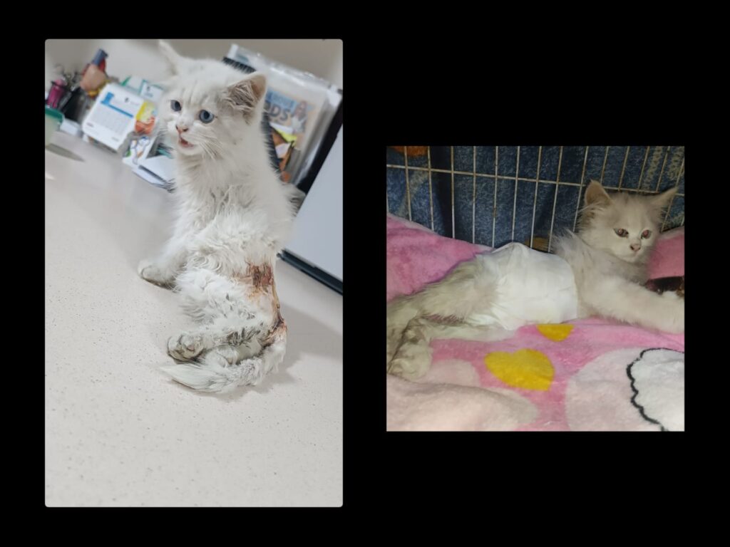 The Impact of a Bite: A Tale of Resilience and Healing